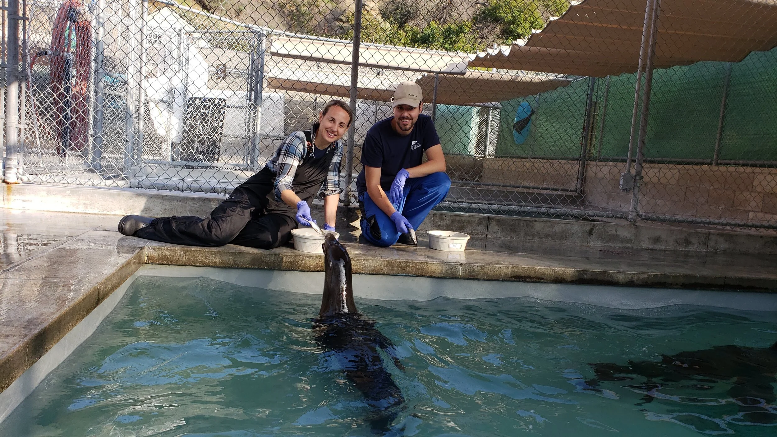 Colby and wife, PMMC volunteer Mallorie, hand-feeding Niblet and Brawler, two of our special non-releasable patients.