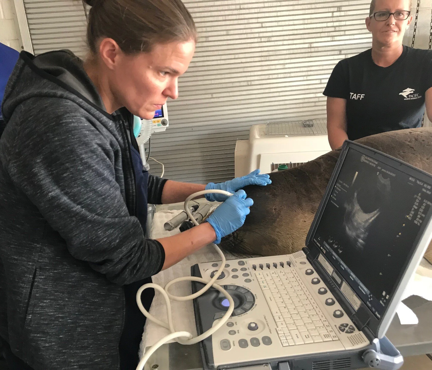 Dr. Sakamaki doing an ultrasound on a Northern elephant seals eye.