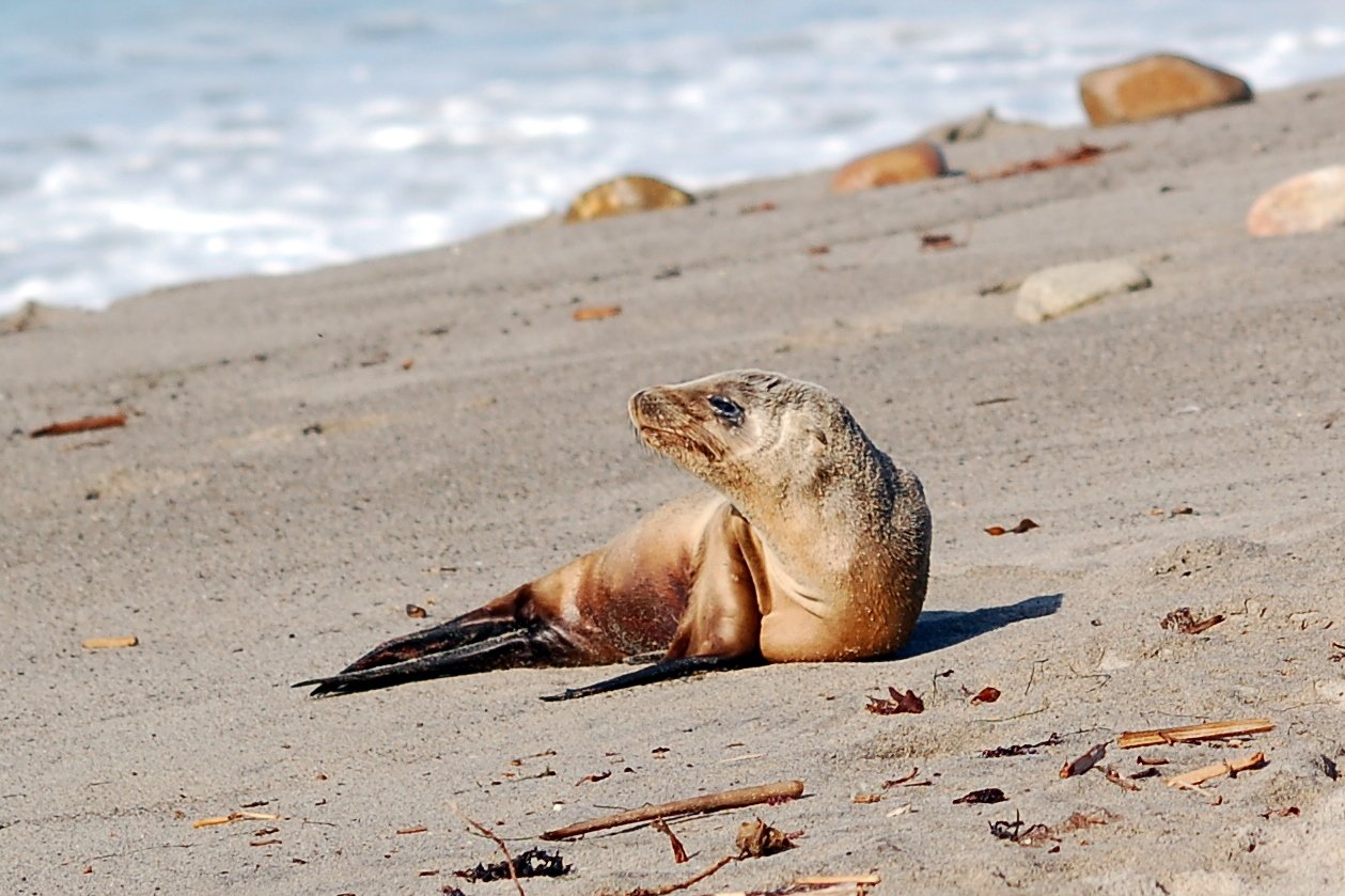 21 sea lions found dead on California coast are a mystery in an