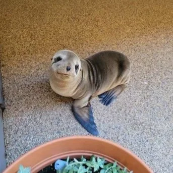 Our Patients — Pacific Marine Mammal Center