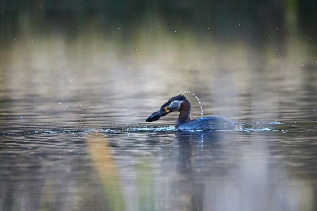 Who is winning the frog or the bird #shotfromhome #birdslife #frog🐸