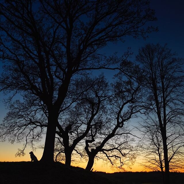 This is my place - #sunsetphotography #hasselbladh4d #35mm #mediumformat #dogs