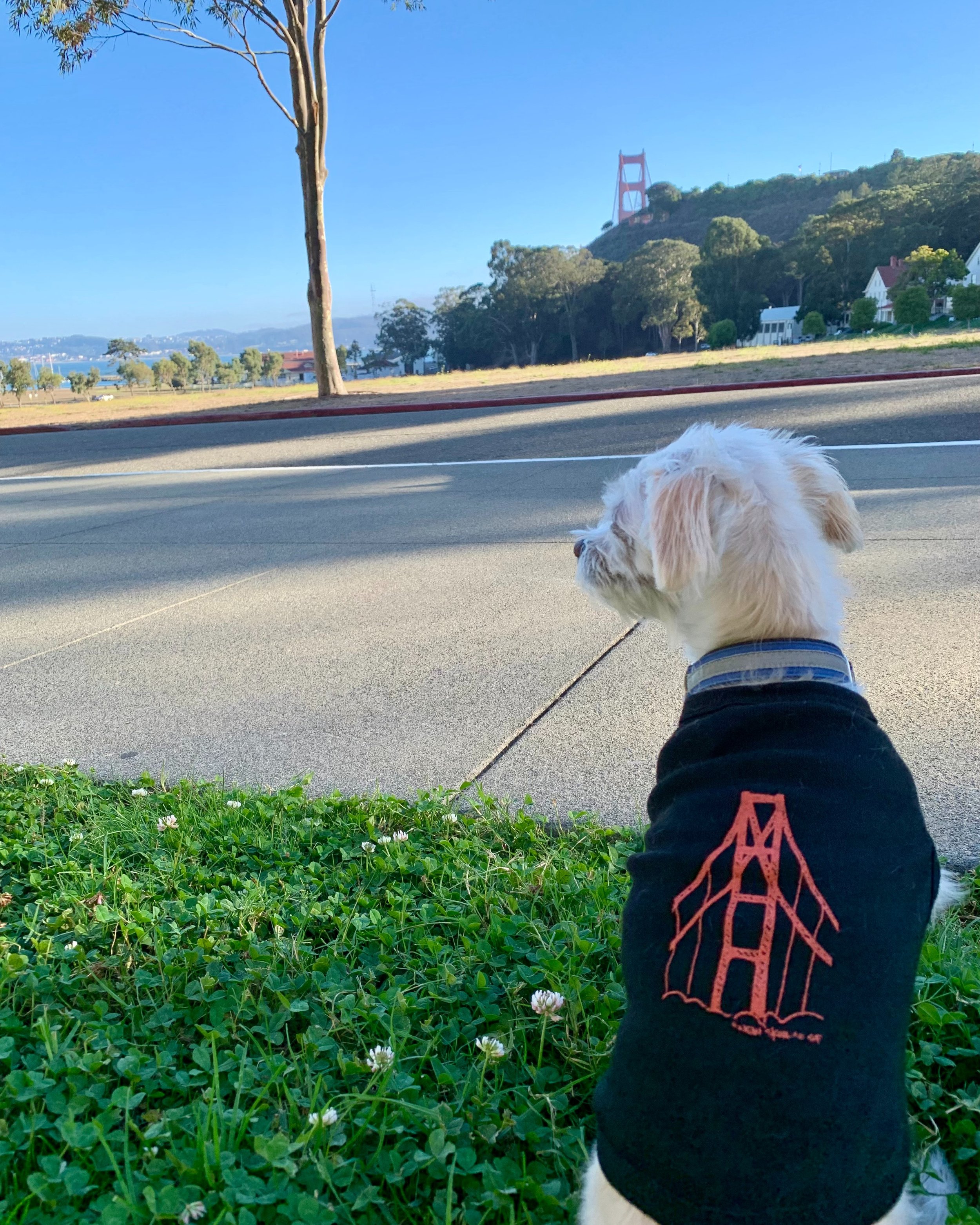 What are you taking home from Cavallo Point? Don't forget your best friend! #cavallopoint #goldengatebridge #iconic #bestviews #dogfriendly #ggb #kinako