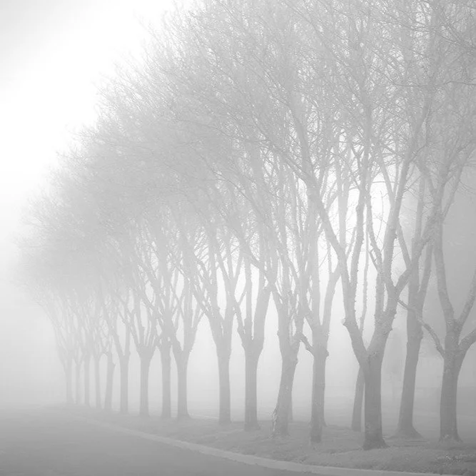 Among the Trees 
Featuring the work of Christopher Erin, Heather Summerz &amp; Todd Pickering.
Trees keep their own kind of time standing witness to seasons, weather and the changing light. Through three distinct perspectives, "Among the Trees&q
