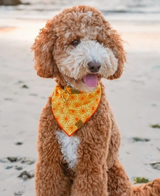 Bandana.sun.jpg