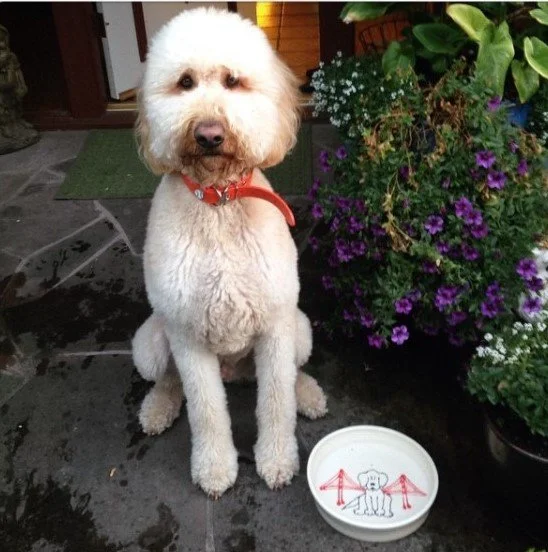 Sausalito Pottery Golden Gate Bridge Dog Bowl