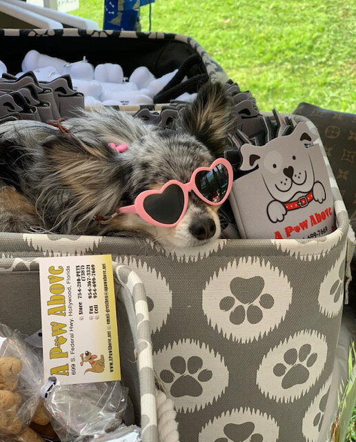 Doggie Sunglasses