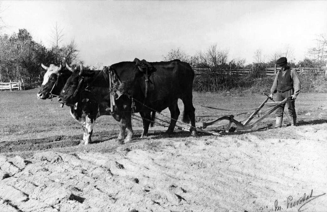 Labourer in his field