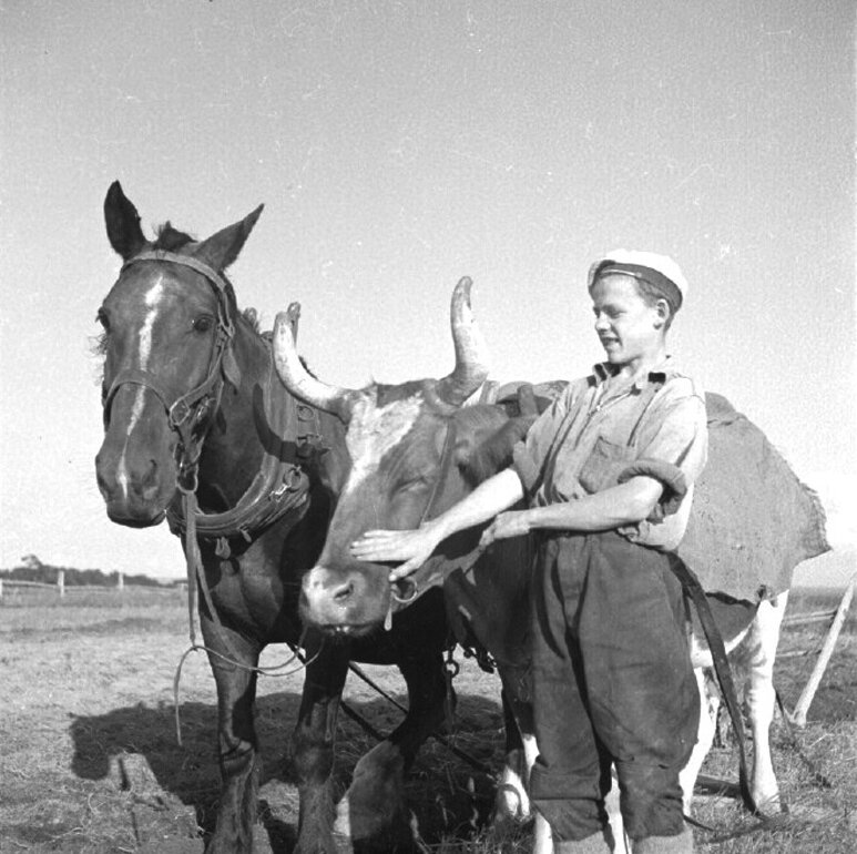 Ox and horse harnessed for plowing