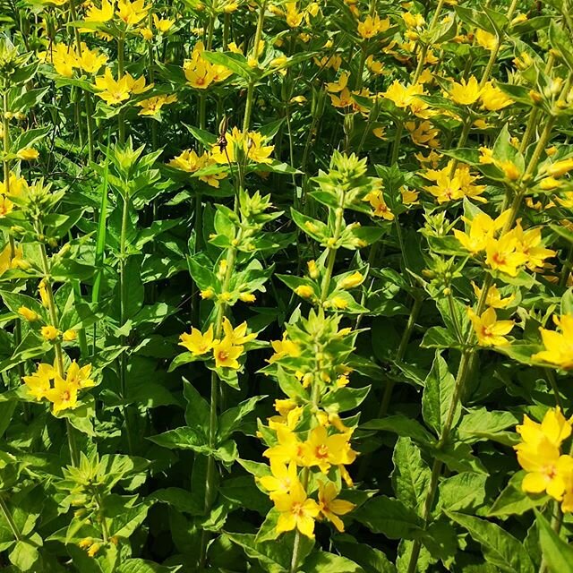 Weed. But pretty

#garden
#gardening
#yellow
#flowers
#beauty
#hausedlinger
#airbnb
#holiday
#austria