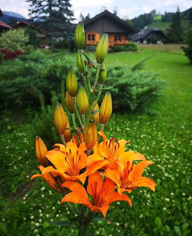 Our neighbor's fire lily

#flowers
#garden
#gardening
#horticulture
#firelily
#country
#orange
