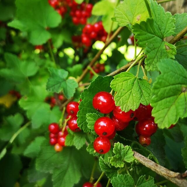 There will be cake

#redcurrrant
#harvest
#bake
#dessert
#cake
#fruit
#holiday
#hausedlinger
#garden