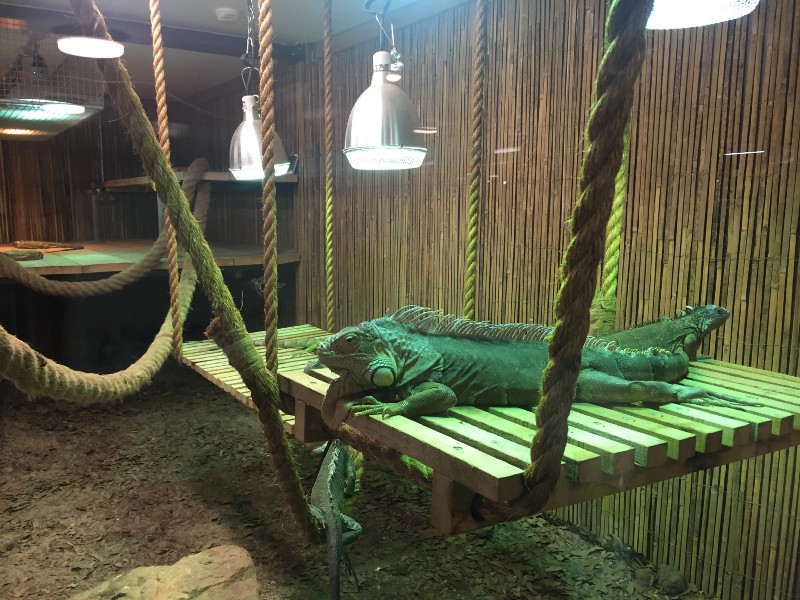 reptile.jpeg