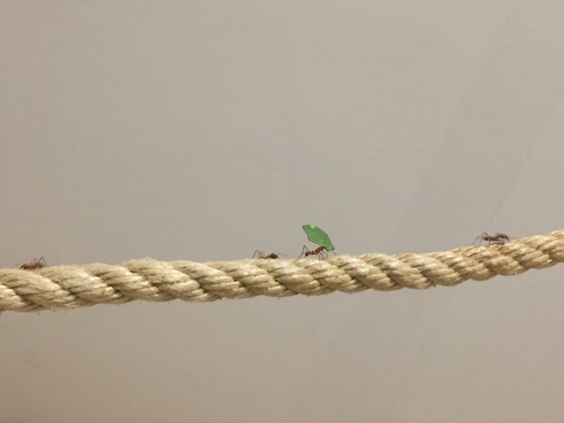 ants.jpeg