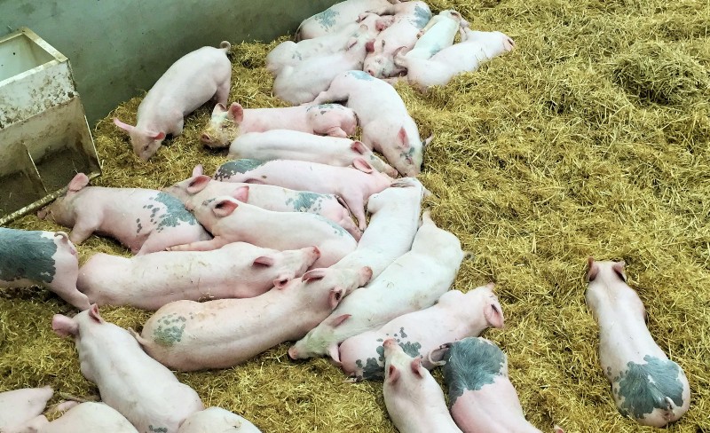 pigs.jpeg