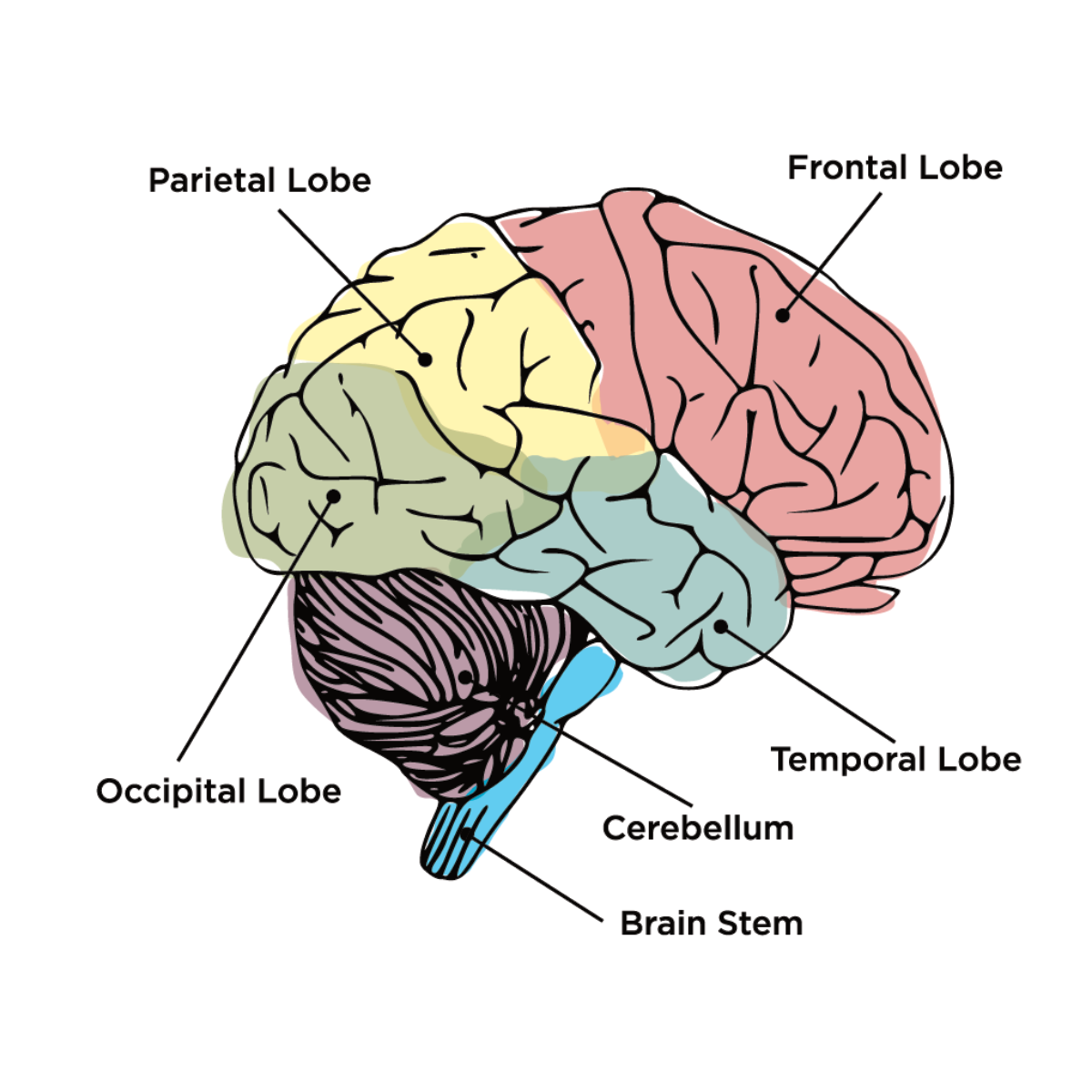 brain-lobes.png