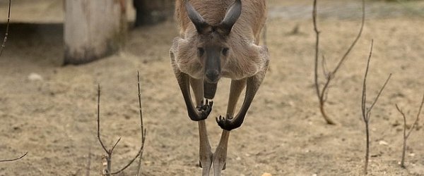 kangaroo.jpg