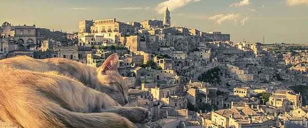 cat-sleeping.jpg