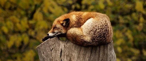 fox.jpg