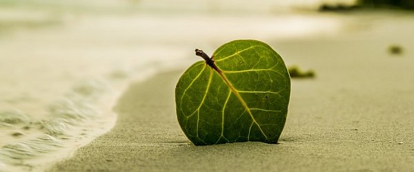 leaf-on-beach.jpg