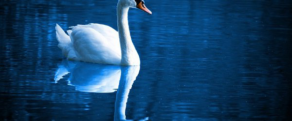 swan-on-blue-water.jpg