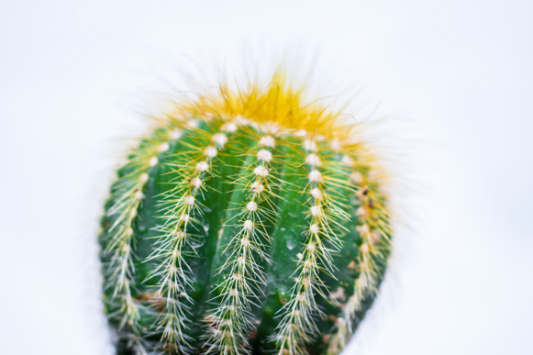 cactus.jpg