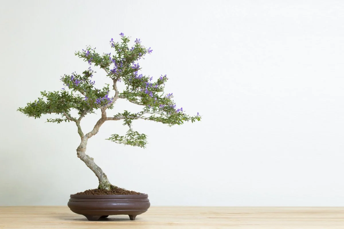 The Bonsai Plant of Executive Leadership — VIM Coaching