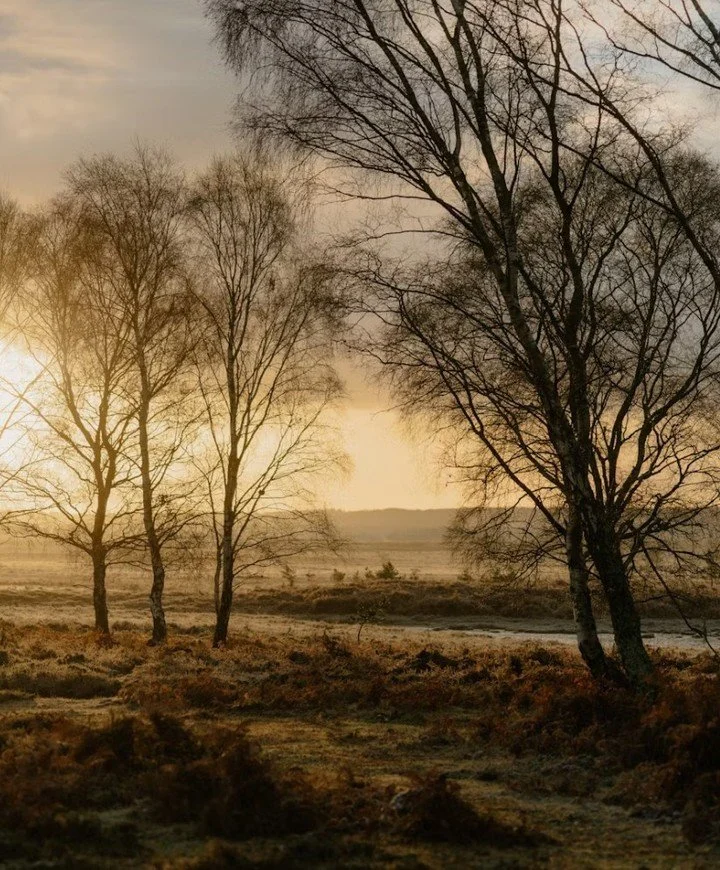 January in the Midwest arrives stripped of excess. The fields lie bare beneath pale skies. Trees stand skeletal with their branches etched against the cold like fine ink on paper. Snow settles into long, quiet stretches&mdash;softening sound, simplif