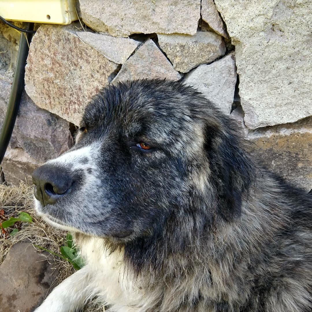 Lua looks like such a sad girl when she's wet 😂❤️

#doglife #dogsofinstagram #bigdog #wetdog