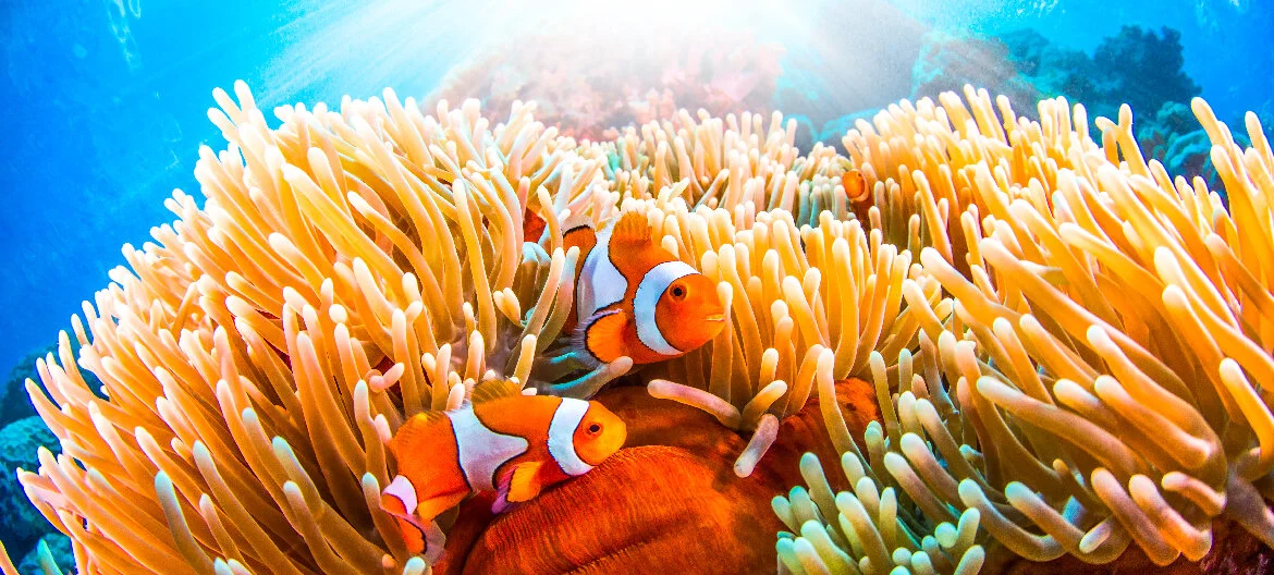 ClownFish Header.jpg