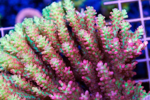 Acropora.jpg