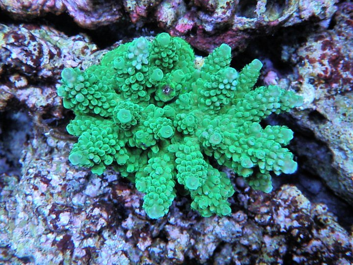 DonAcropora.jpg