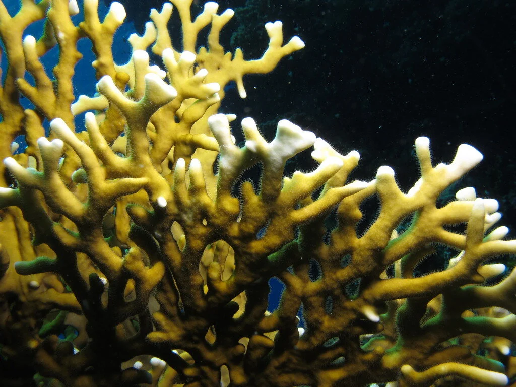 Fire Coral.jpg