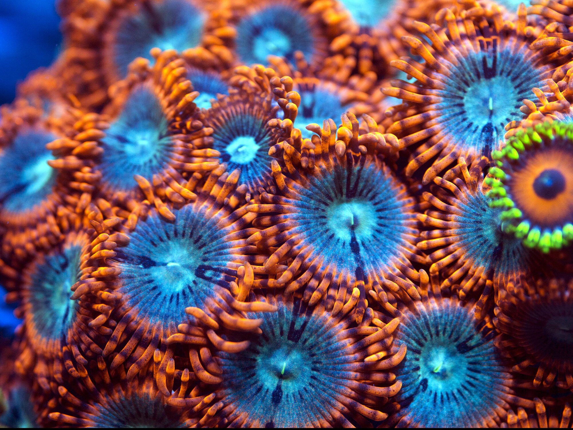 Zoanthid.jpg