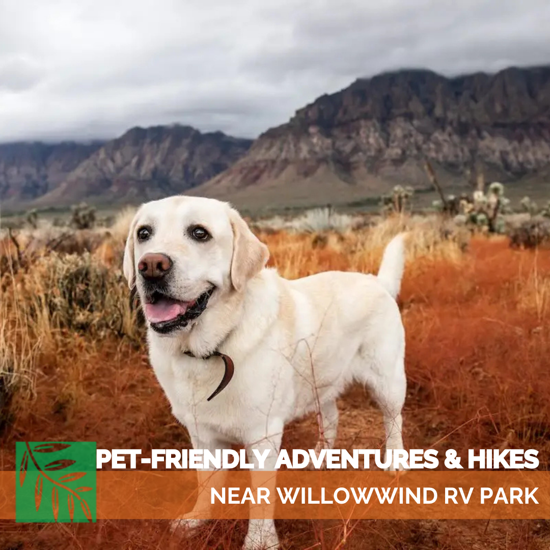 Pet-Friendly Adventures &amp; Hikes Near WillowWind RV Park
