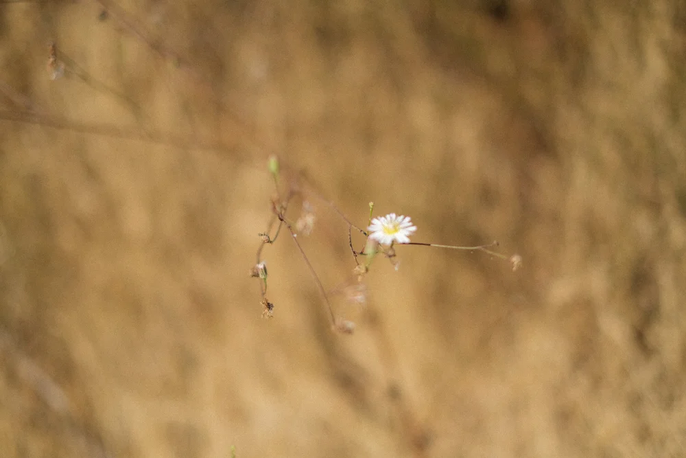 DSCF9337.jpg