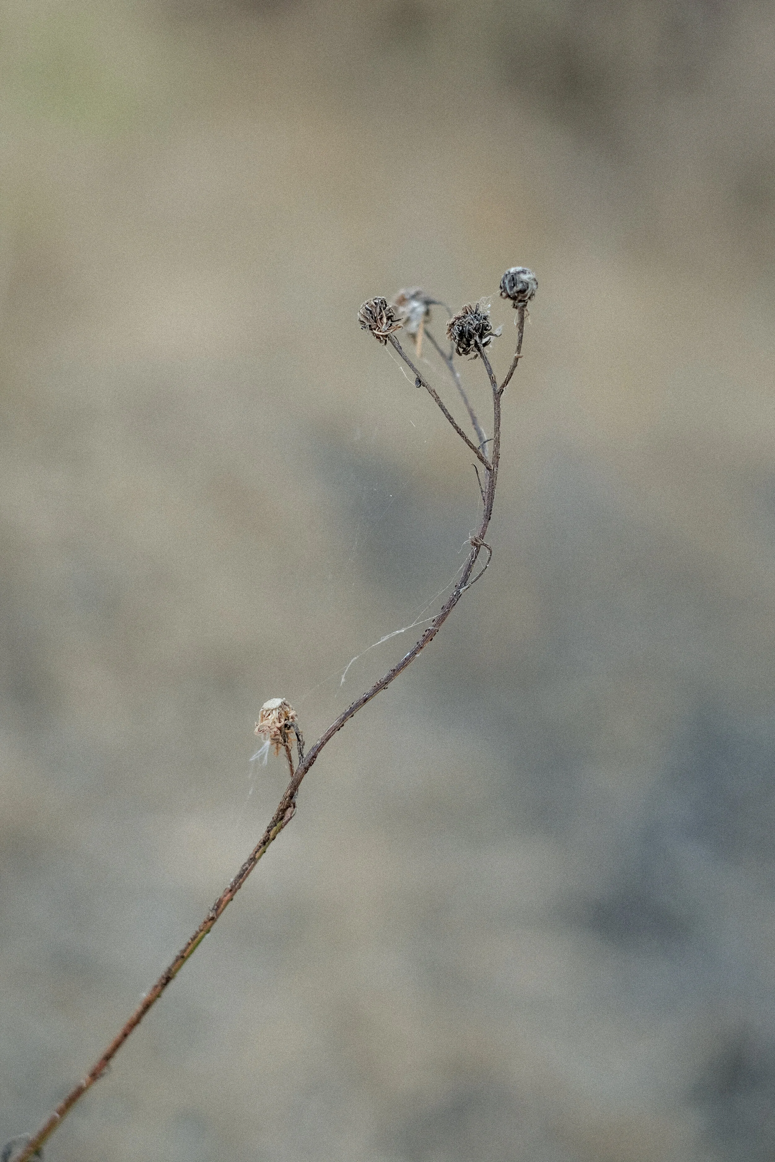 DSCF9370.jpg