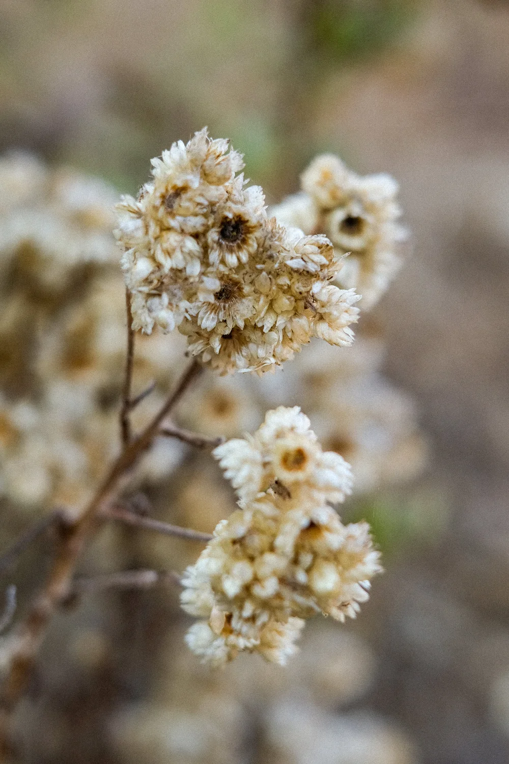 DSCF9372.jpg