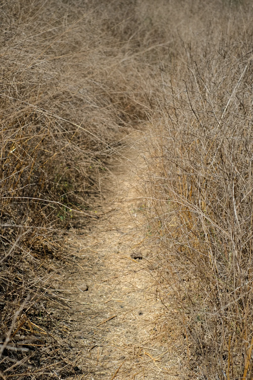 DSCF9431.jpg