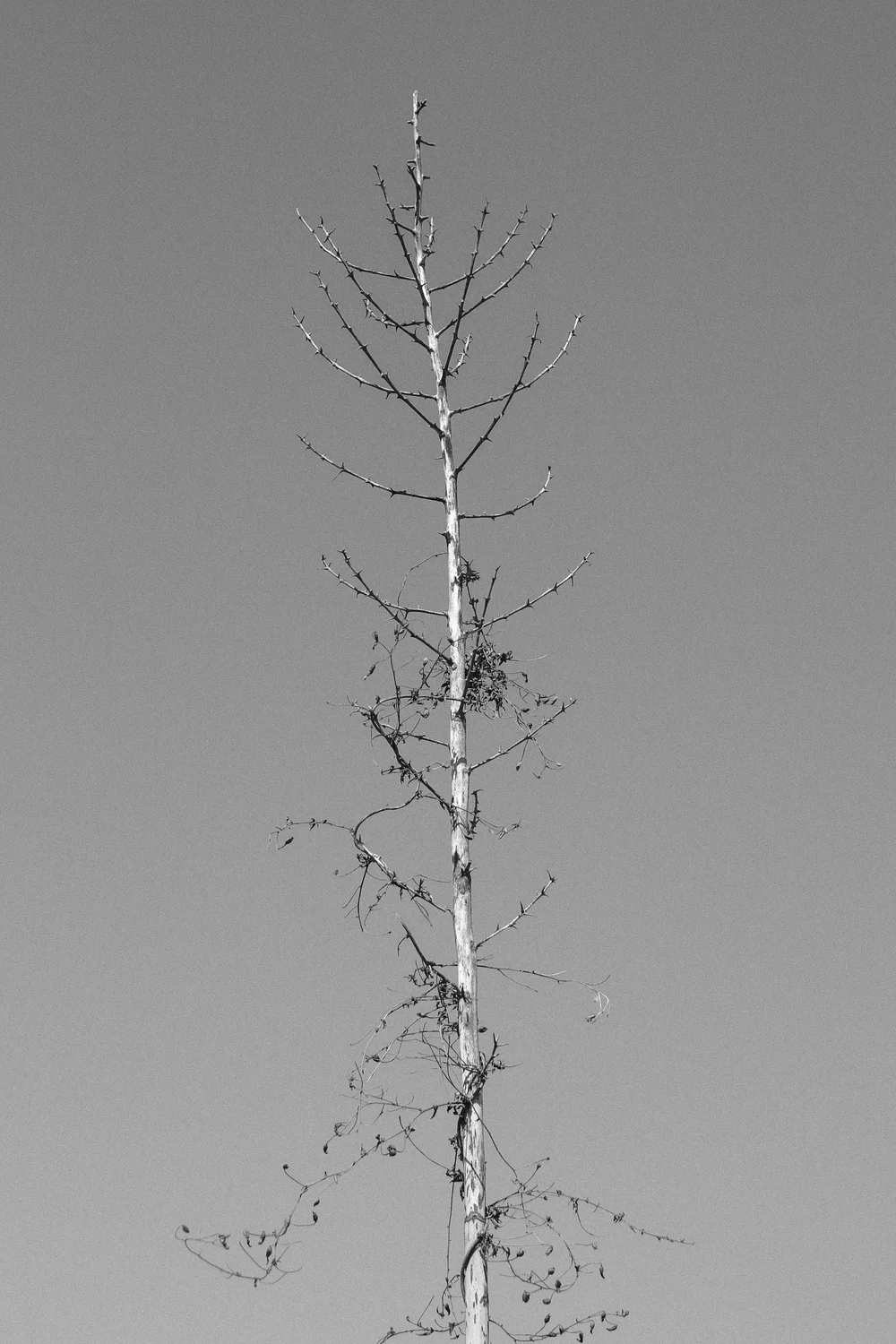 DSCF9442.jpg