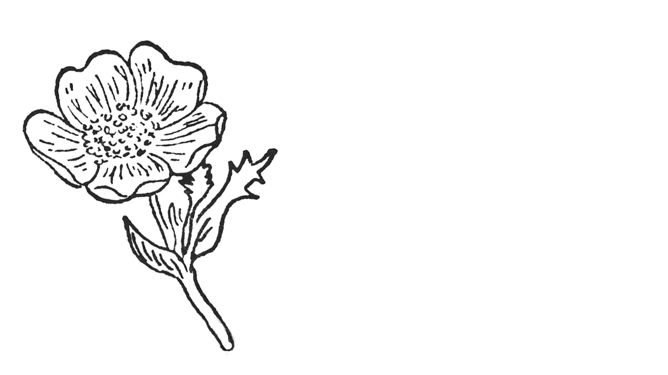 homepage-flowers_0000s_0000_full.jpg