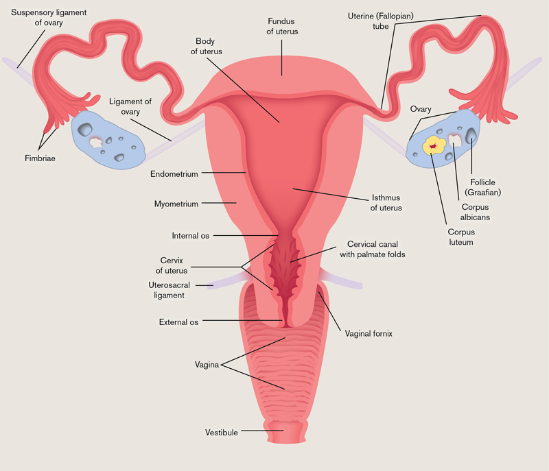  Female Reproductive System Cross Section