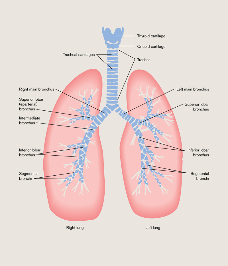 Respiratory System