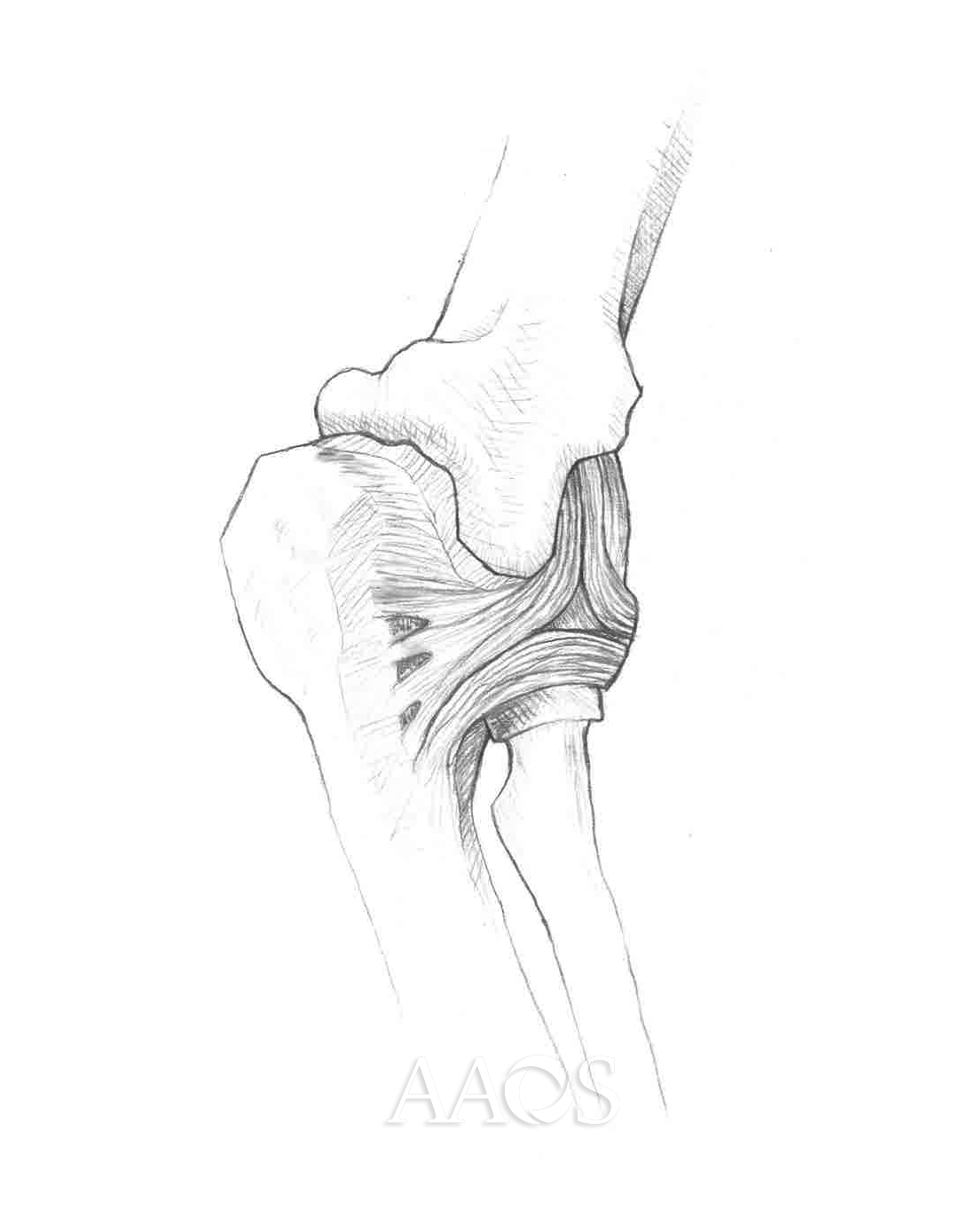 Medial Elbow Joint