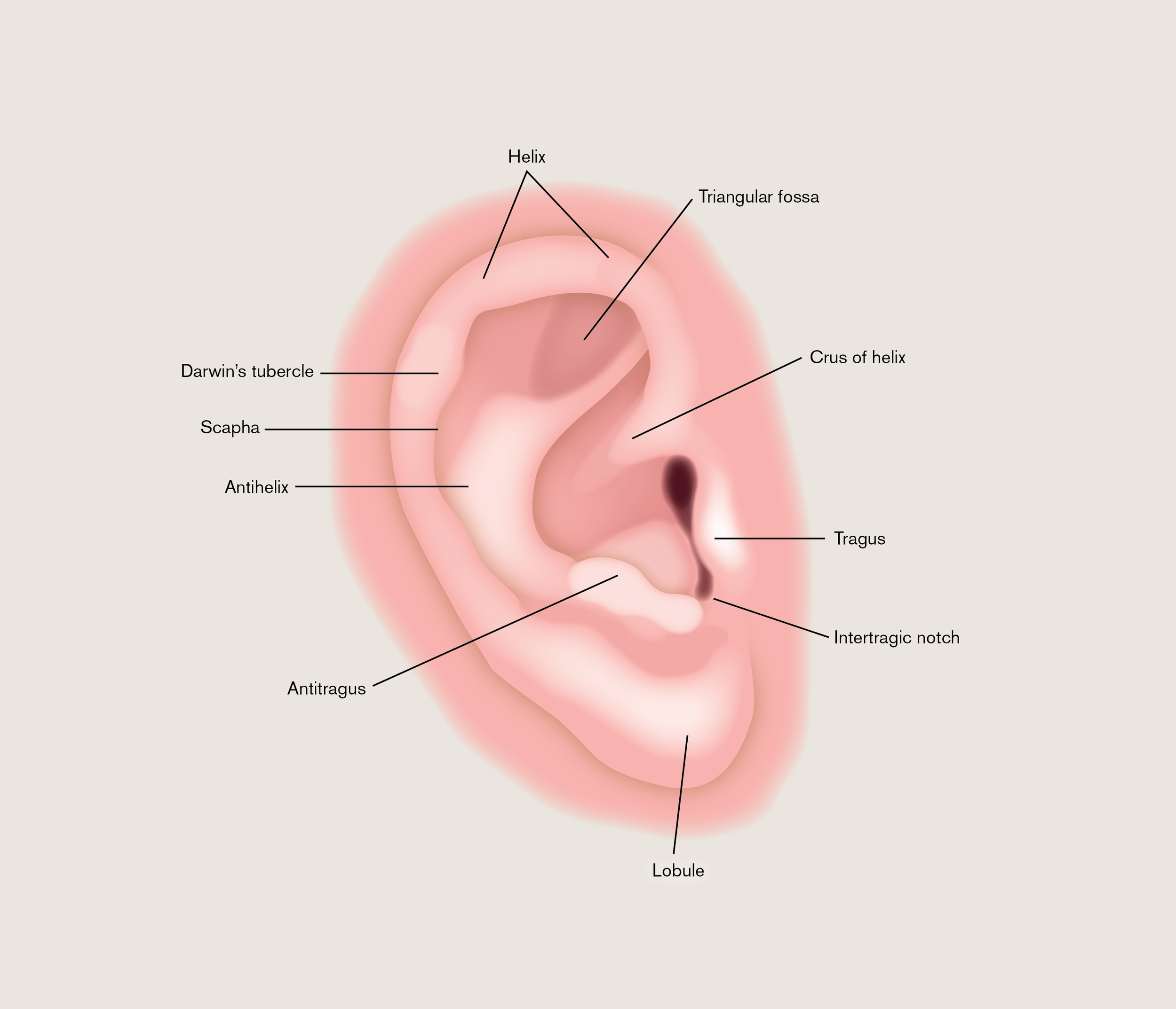 External Ear