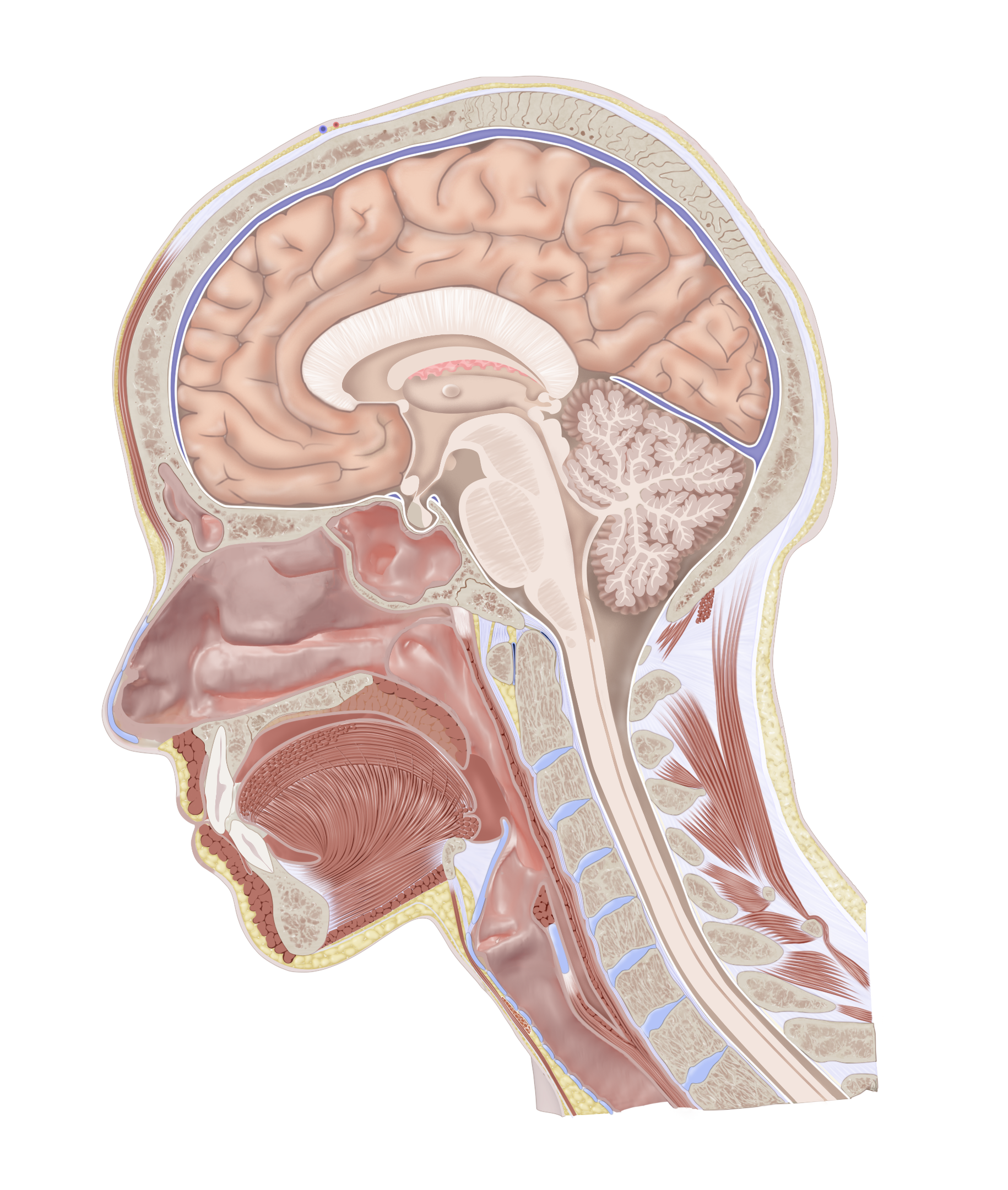 Uninjured Head Cross Section