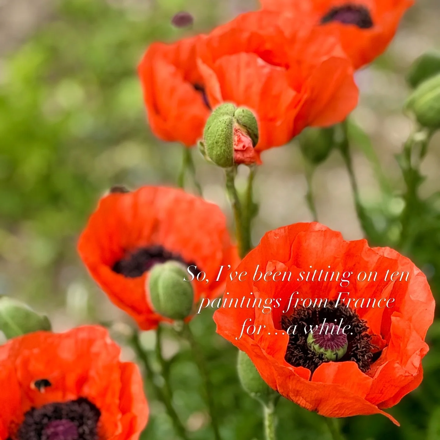 So, I&rsquo;ve been sitting on ten paintings for&hellip;a while. New job happened. Life happened. The paintings have been very patient and only slightly judgy about it. 🙃

Part 2 of the French Connection is finally dropping next week. Email list get