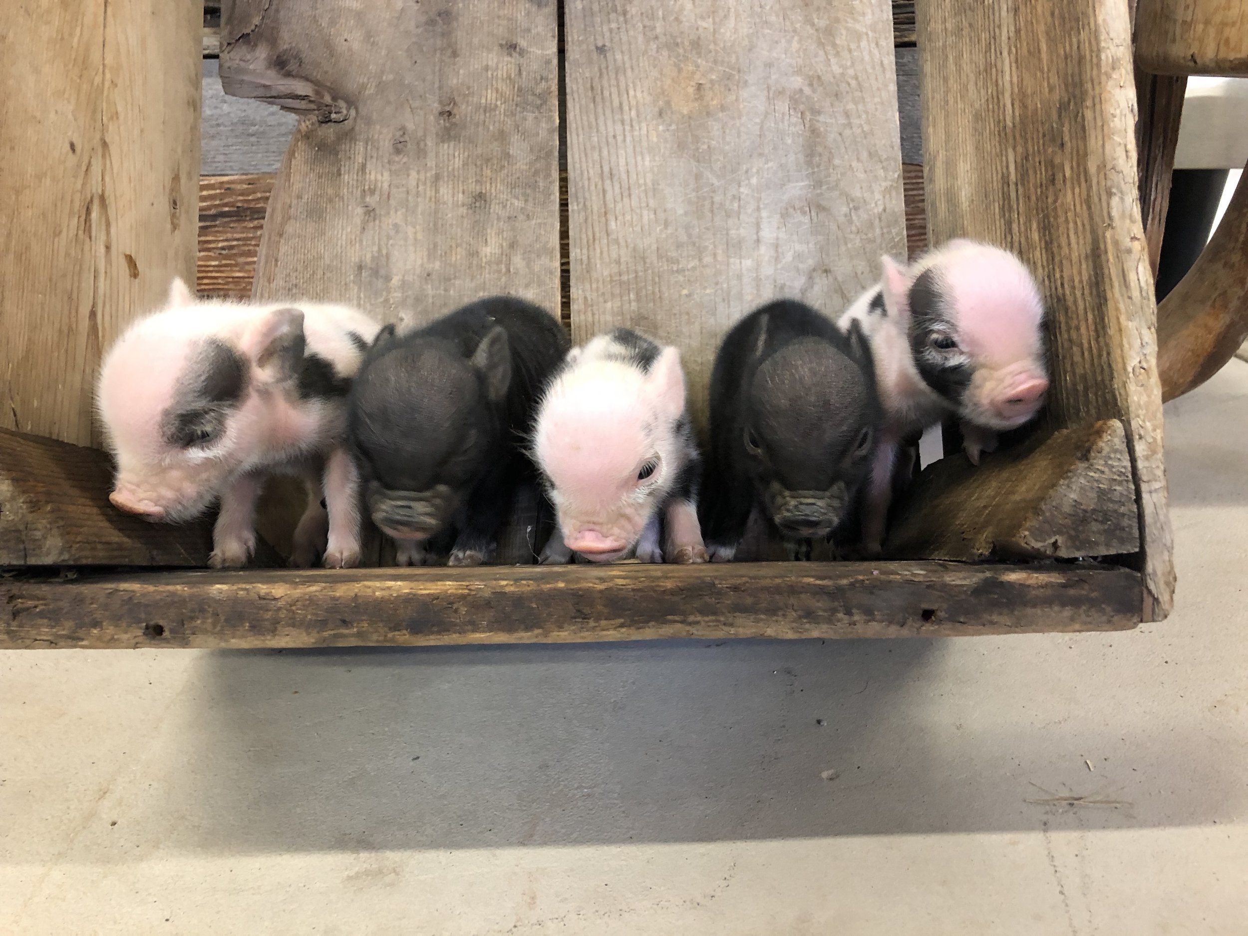 Mini Juliana Pigs — Matthews Legacy Farm