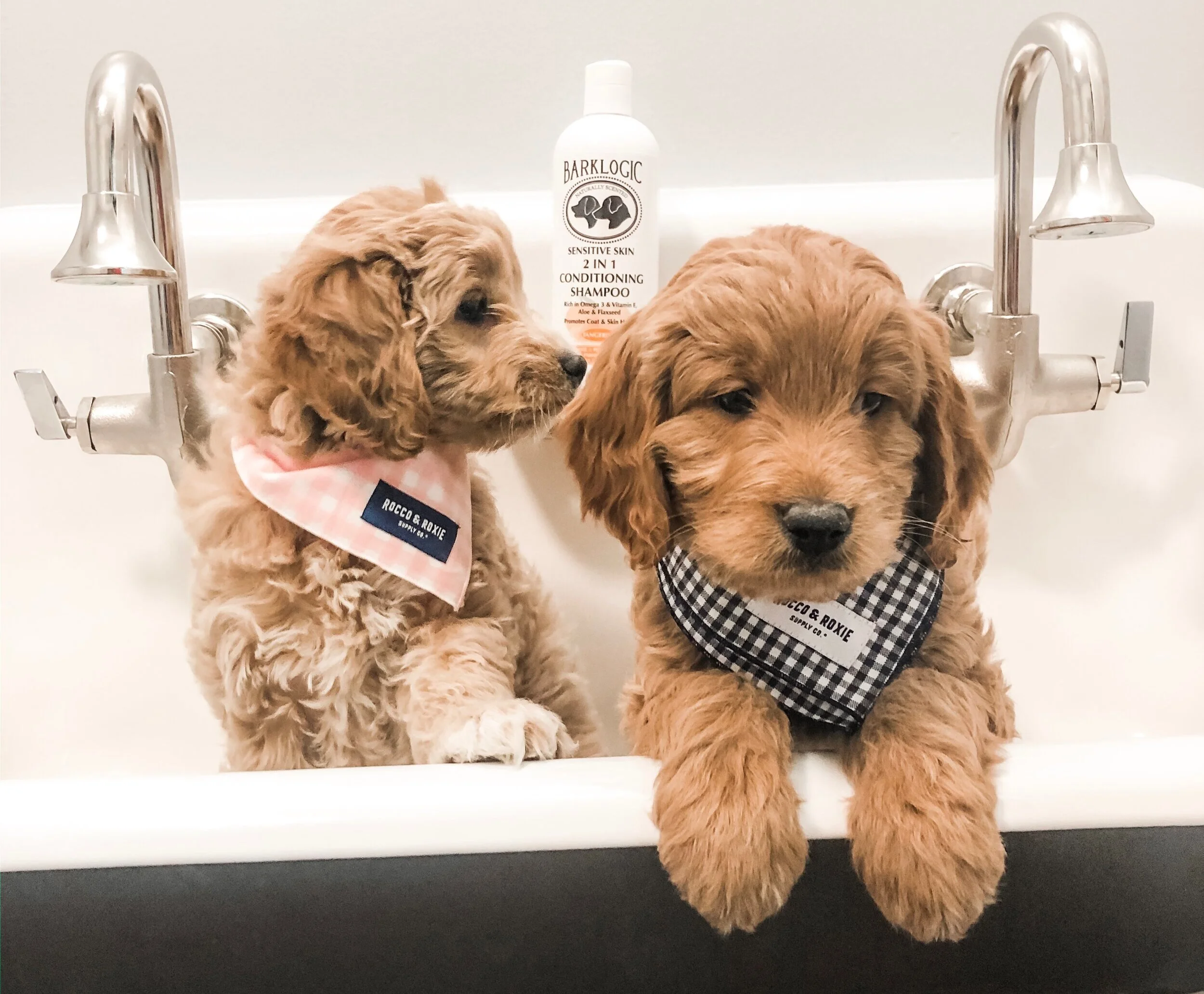 goldendoodle shampoo