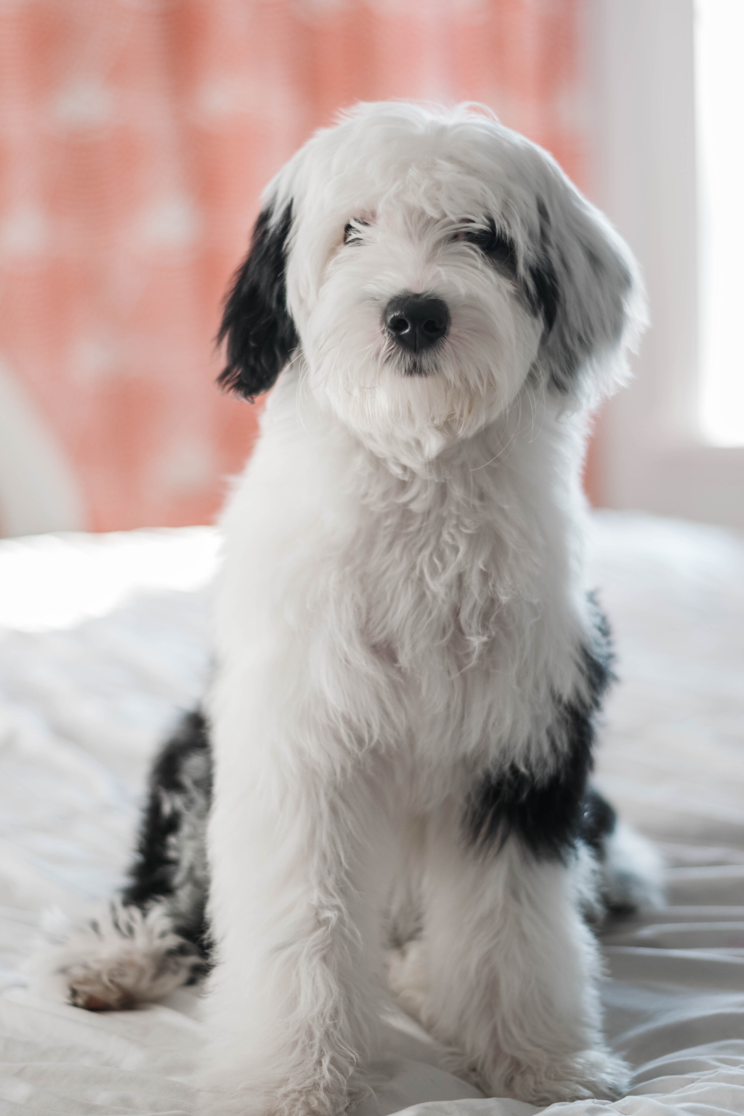 parti sheepadoodle